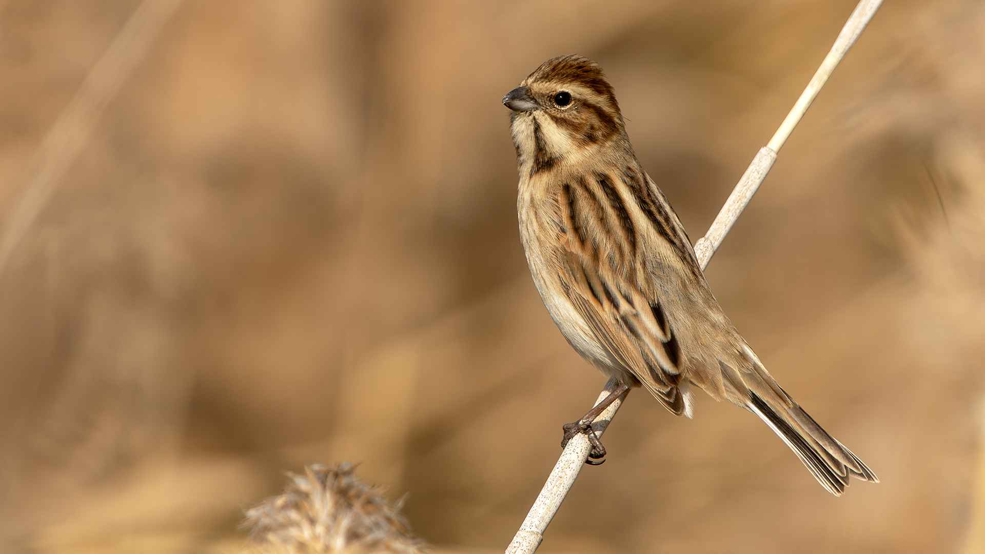 Reed Bunting